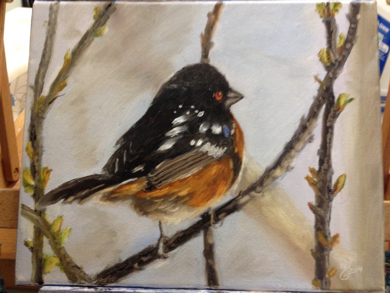 Make Spotted Towhee